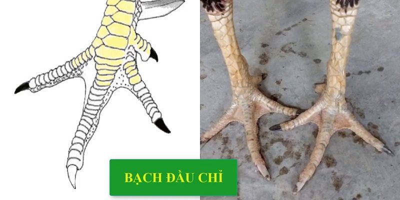 Tìm hiểu gà bạch đầu chỉ là gì?